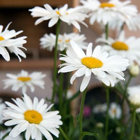 Girasole Villa Limni  Esterno foto