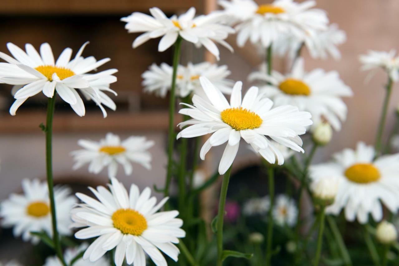Girasole Villa Limni  Esterno foto